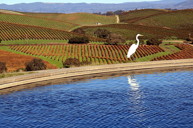Archivo:Napa Valley and Great Egret.jpg