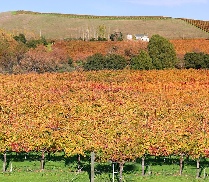 File:Napa valley vineyard and winery.jpg