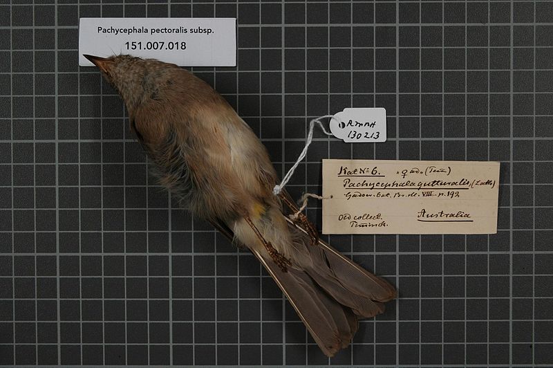 File:Naturalis Biodiversity Center - RMNH.AVES.130213 2 - Pachycephala pectoralis subsp. - Pachycephalidae - bird skin specimen.jpeg