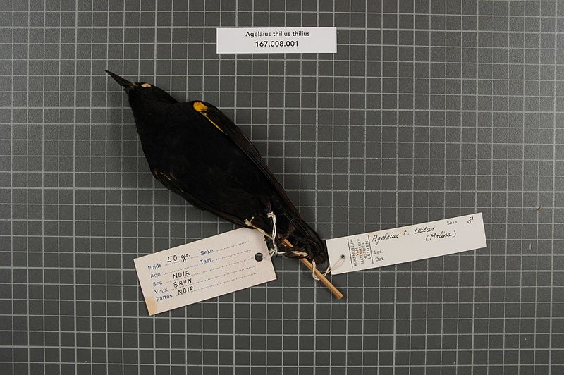 File:Naturalis Biodiversity Center - RMNH.AVES.92427 2 - Agelaius thilius thilius (Molina, 1782) - Icteridae - bird skin specimen.jpeg