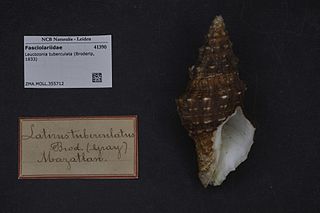 <i>Leucozonia tuberculata</i> Species of gastropod