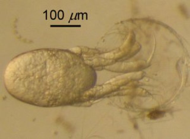 A nauplius of Euphausia pacifica hatching, emerging backwards from the egg