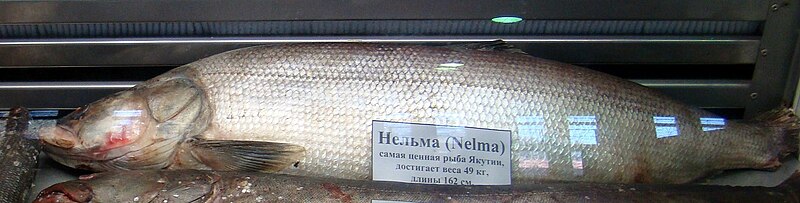 File:Nelma fish.JPG
