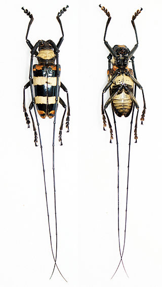 <i>Nemophas tricolor</i> Species of beetle