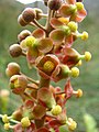 Nepenthes mirabilis