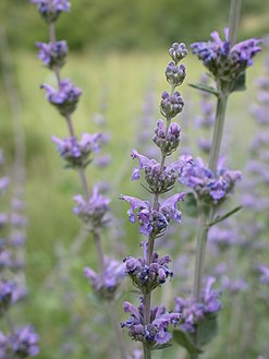 Nepeta curviflora 1.jpg