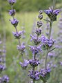 Flower spikes of Nepeta curviflora