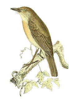 <i>Newtonia</i> (bird) Genus of birds