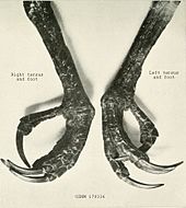 Legs and feet of a museum specimen NicobarMegapodeLegs.jpg