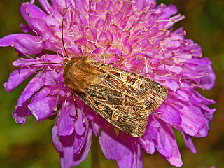 <i>Chersotis alpestris</i> Species of moth