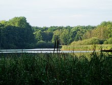 Blick über Schilfzonen und Freigewässer zum Bruchwald und Ufergehölz.