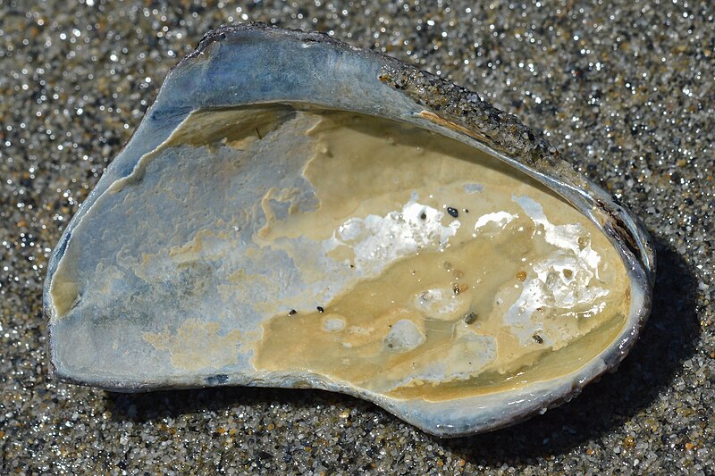 File:Northern Horsemussel (Modiolus modiolus) - Tor Bay Provincial Park, Nova Scotia 2022-07-27 (02).jpg