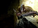 Northern long-eared bat with visible symptoms of WNS (8384023282).jpg