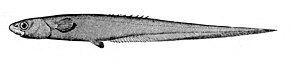 Descrizione dell'immagine Notacanthus sexspinis.jpg.