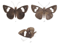 Notocrypta paralysos