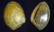 Interior of a fossilized shell of the Early Ordovician-modern marine bivalve Nucula Nuculidae - Nucula piacentina.jpg