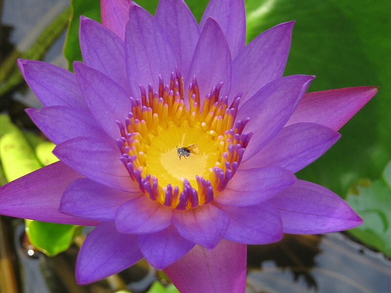 File:Nymphaea nouchali - Blue Water Lily 2014 (9).jpg