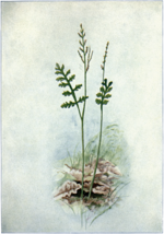 Miniatura para Botrychium matricariifolium