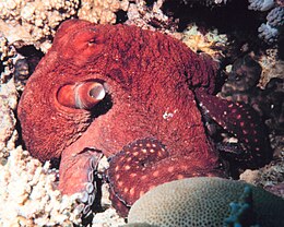 Octopus macropus - The Coral Kingdom Collection.jpg