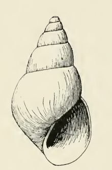 Odostomia aleutica 001.png