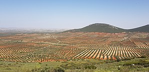 Mora - landscape with olive trees