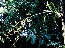 Oncidium baueri - pl.jpg