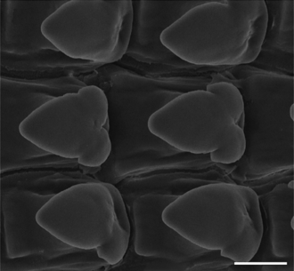 Radula: central tooth with adjoining lateral teeth 1. Oospira smithi radula 3.png