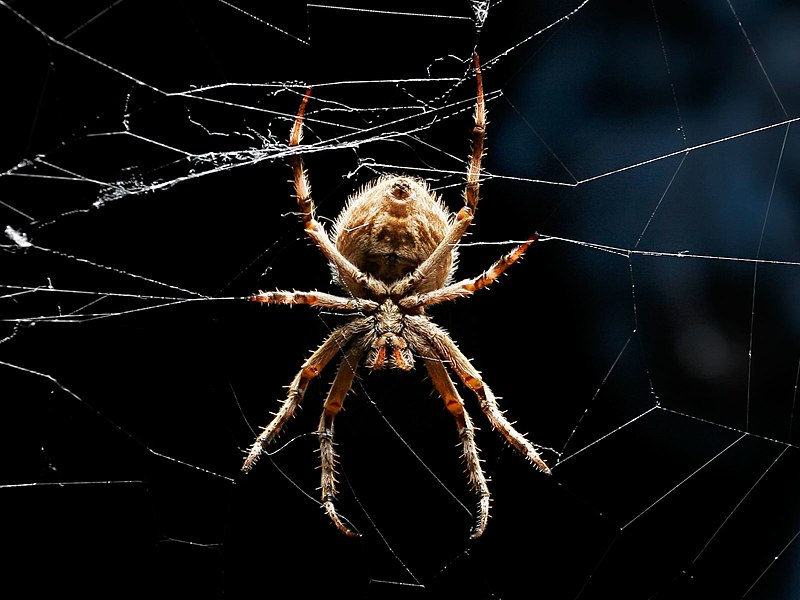 File:Orb weaver black bckgrnd03 crop.jpg