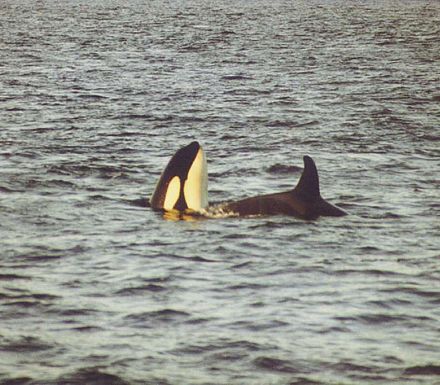 Orcas in the Tysfjorden fjord