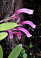 Masdevallia notosibirica