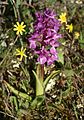 Orchis mascula Spain