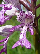 Orchis militaris Type species