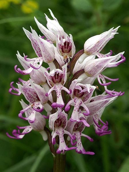 File:Orchis simia Saarland 01.jpg