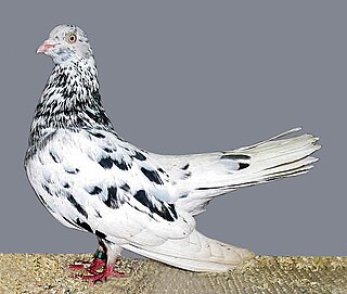 <span class="mw-page-title-main">Oriental Roller</span> Breed of pigeon