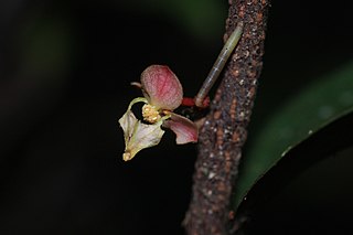 <span class="mw-page-title-main">Orophea thomsonii</span> Species of flowering plant