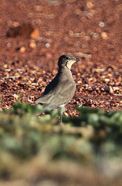 Oriental Pratincole (Glareola maldivarum), Northern Territory, Australia