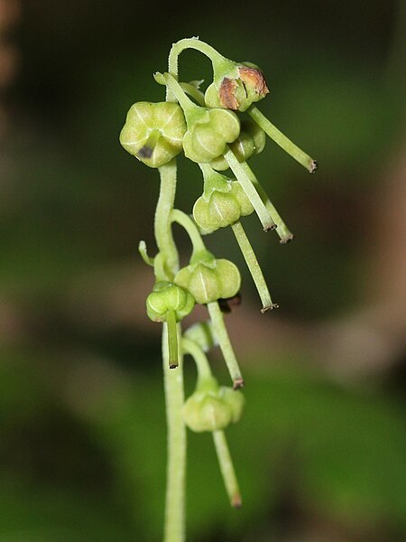 File:Orthilia secunda (fruits) (cropped).jpg