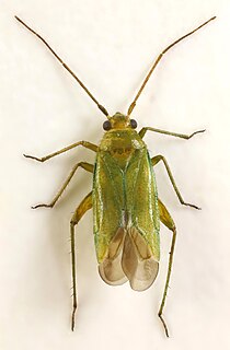 <i>Orthotylus ericetorum</i> Species of true bug