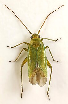 Orthotylus ericetorum, Llysfaen, North Wales, Agustus 2017 (37414648390).jpg