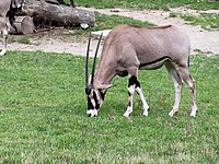Oryx gazella beisa.jpg