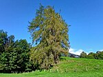 Lärchengruppe am Osterbichl