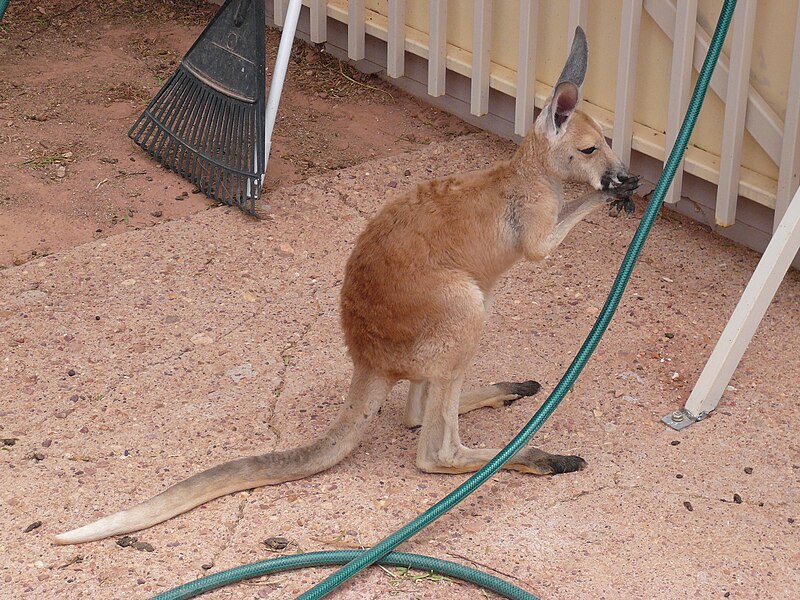 File:Outback Trip - Coober Pedy Kangaroo Sanctuary 4 (4156950885).jpg