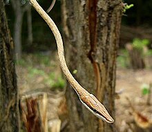 Mexican vine snake, Oxybelis aeneus, conceals its eye with a coincident dark stripe, contrasting with its pale underside Oxybelis aeneus (detail).jpg