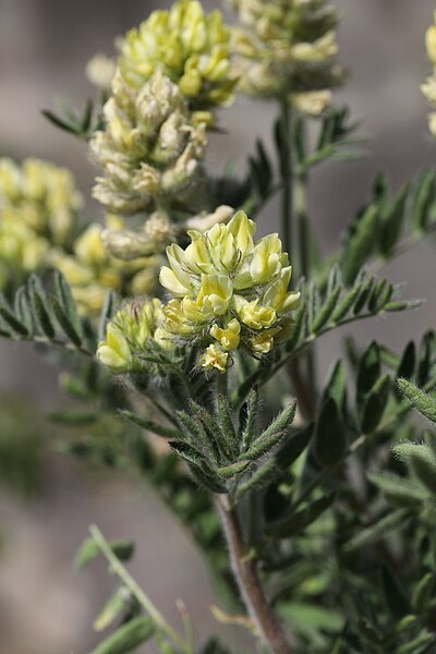 File:Oxytropis pilosa TK 2023-05-29 3.jpg