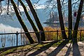 English: Alder trees (alnus glutinosa) by the waterline of the Wörther See Deutsch: Erlen (Alnus glutinosa) am Ufer des Wörther Sees