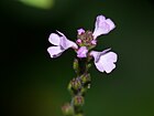 P1040334-Verbena-officinalis.JPG