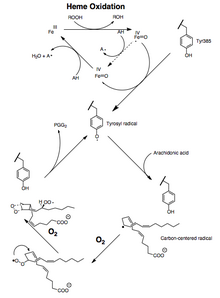 Mechanism of COX activation and catalysis. The tyrosyl radical can abstracts the 13-pro(S) hydrogen of arachidonic acid to generate a pentadienyl radical, initiating the COX cycle. PGG2 mechanism.png