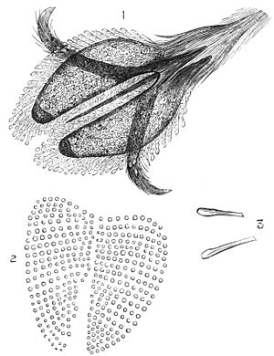 PSM V25 D078 Underpart of the foot of a fly.jpg
