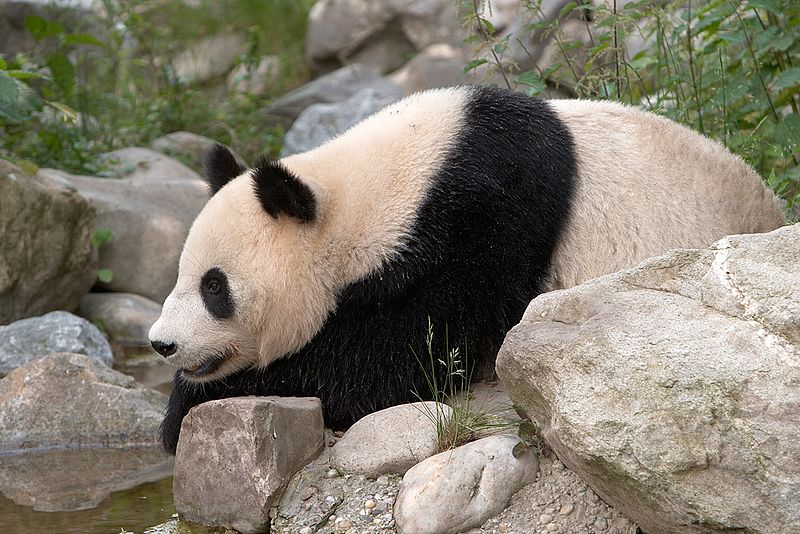 シェーンブルン動物園 Wikipedia