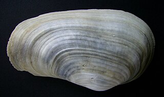 <i>Panopea</i> (bivalve) Genus of bivalves